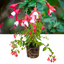 1 Large, Outdoor Garden Ready Plant - Fuchsia Snowcap, Peat Free 2L Pot