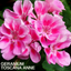 Set of 3 or 6 Large Plants - Geranium Toscana Anne, Ready to Plant in Your Garden