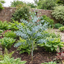 Eucalyptus France Blue Plant (5L Pot)