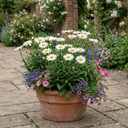Leucanthemum Madonna White Shasta Daisy Plants (Set of 3 or 6)