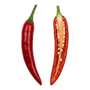 Thai Dragon Chilli Pepper Plants