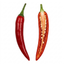 1 Thai Dragon Chilli Pepper Plant, Live Hot Pepper, Grow Your Own Chillies, 2Ltr Root Ball