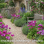 Set of 3 or 6 Garden Ready Plants – Anemone ‘Harmony Orchid’, Ready to Plant in Your Garden
