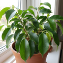 Ficus Danielle Weeping Fig Indoor Plants