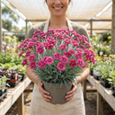 Cottage Pinks Dianthus Sugar Raspberry Plants