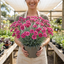 1 Cottage Pinks Dianthus Sugar Raspberry Plant, Hardy Summer Flowering Perennial, 17cm Root-Ball