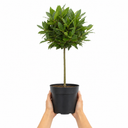 3L Bay Tree 60-70cm, Culinary Evergreen, Nursery Pots