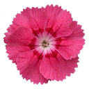 Cottage Pink Dianthus Sugar Raspberry Plant (5L Pot)