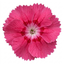 1 Cottage Pink Dianthus Sugar Raspberry, Hardy Summer Flowering Perennial, Garden Ready, 5L Root Ball