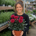Dahlia Maggiore Deep Rose Plant (3L Pot)