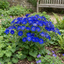 1 Large Bedding Plant - Senetti Deep Blue, Outdoor Garden Ready, 2L Pot