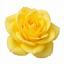 Rose - Bush - Yellow