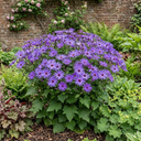 Senetti Lavender Plants