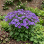 1 Senetti Lavender Flowering Plant, Hardy Summer Bedding, Outdoor Garden Ready, 17cm Root-Ball