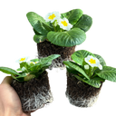 Primrose White Plant