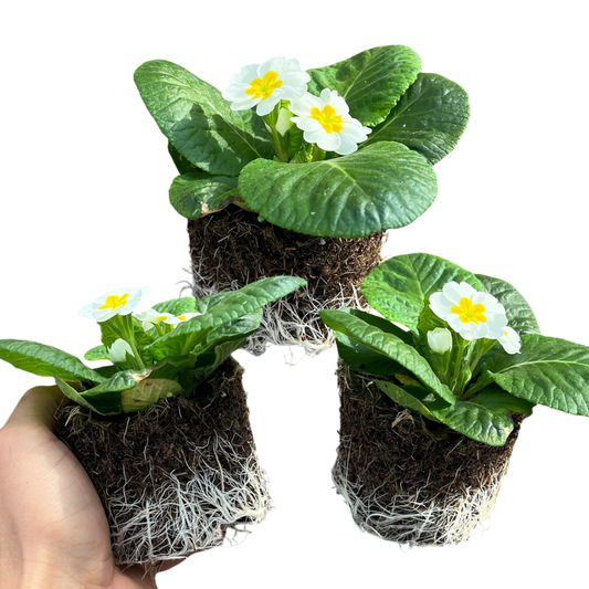 Primrose White – Hardy Winter and Spring Bedding (Set of 3 or 6)