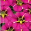 Set of 3 or 6 Large Plants - Calibrachoa Bumble Hot Pink, Outdoor Garden Ready