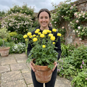 Trollius Lemon Queen Globeflower Plants