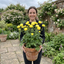 1 Trollius Lemon Queen Globeflower Plant, Spring Flowering Yellow Hardy Perennial, 17cm Root-Ball