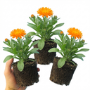 Calendula ‘Fiesta Orange’ Plants (Set of 3 or 6)
