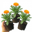 Set of 3 or 6 Garden Ready Plants – Calendula ‘Fiesta Orange’, Ready to Plant