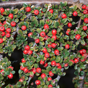 Cotoneaster Horizontalis Plant
