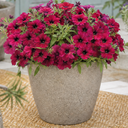 Petunia Rimarkable Cherry Plant (2L Pot)