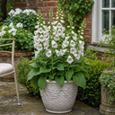 Digitalis Dalmatian White Plant (2L Pot)
