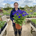 Senetti Deep Blue Pericallis Plants