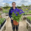 1 Senetti Deep Blue Pericallis Flowering Plant, Spring & Summer Garden Ready, 6.5 Litre Root-Ball