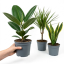 Dracaena Marginata Plant (1L Pot)