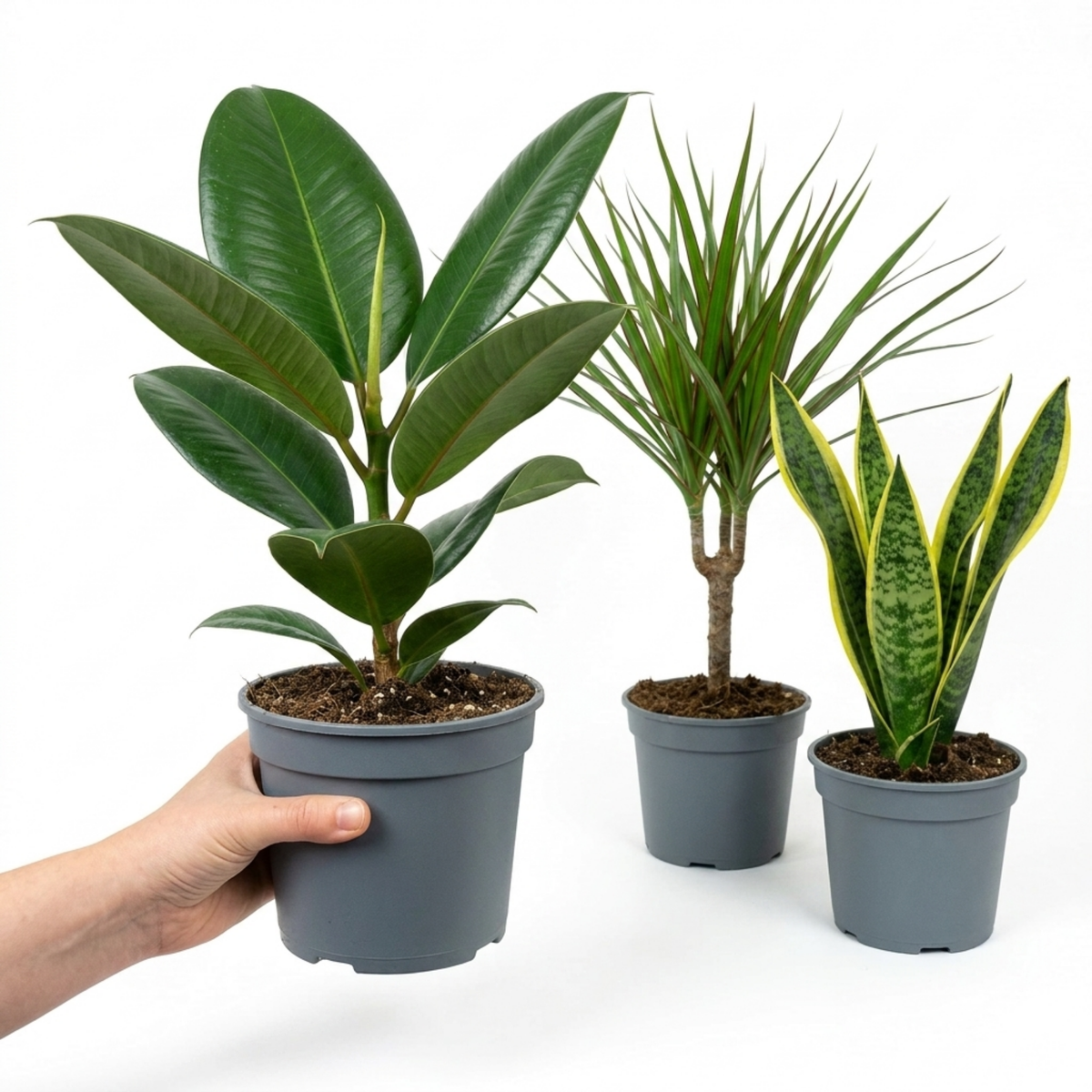 Dracaena Marginata, Ficus Robusta & Snake Plant – Architectural Houseplant Collection (Set of 3)