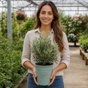 3 Litre Bushy Olive Tree, Nursery Pot, Outdoor, Pots