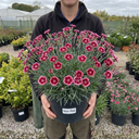Dianthus Cherry Daiquiri Plants