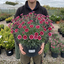 1 Dianthus Cherry Daiquiri Plant, Fragrant Hardy Summer Bedding Perennial, Outdoor Garden Ready, 5L Root Ball