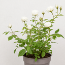 3Ltr Patio Rose Plant, White Rose Bush, Nursery Pots