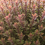 1 Large, Garden Ready Plant - Hebe Little Leaves Red (Shrubby Veronica), 2L Pot