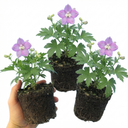 Delphinium Lilac Rose White Bee Plants (Set of 3 or 6)
