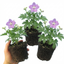Set of 3 or 6 Delphinium Lilac Rose White Bee Hardy Perennial Plants, Summer Flowering Cottage Garden Plants, Outdoor Garden Ready, 1 Litre / 11cm Root-Ball