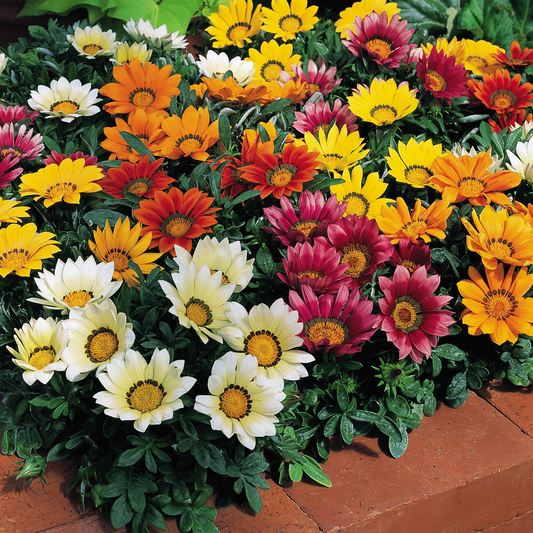 Bed of mixed gazania daisies in white, yellow, orange and red beside a brick edge