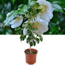 Outdoor Garden Ready Plant Plant (3L Pot)
