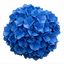 1 Large Plant - Hydrangea Blue, Ready to Plant in Your Garden, 2L Pot