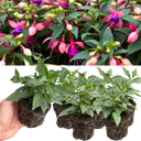 Set of 3 or 6 Large, Garden Ready Plants - Fuchsia Bella Mariska (Light Pink & Purple)