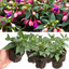 Set of 3 or 6 Large, Garden Ready Plants - Fuchsia Bella Mariska (Light Pink & Purple)