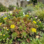 Set of 3 or 6 Sedum Oreganum Stonecrop Plants, Hardy Perennial, Bee Friendly Ground Cover, Outdoor Garden Ready, 1 Litre / 11cm Root-Ball