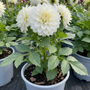 Dahlia Maggiore White Plants