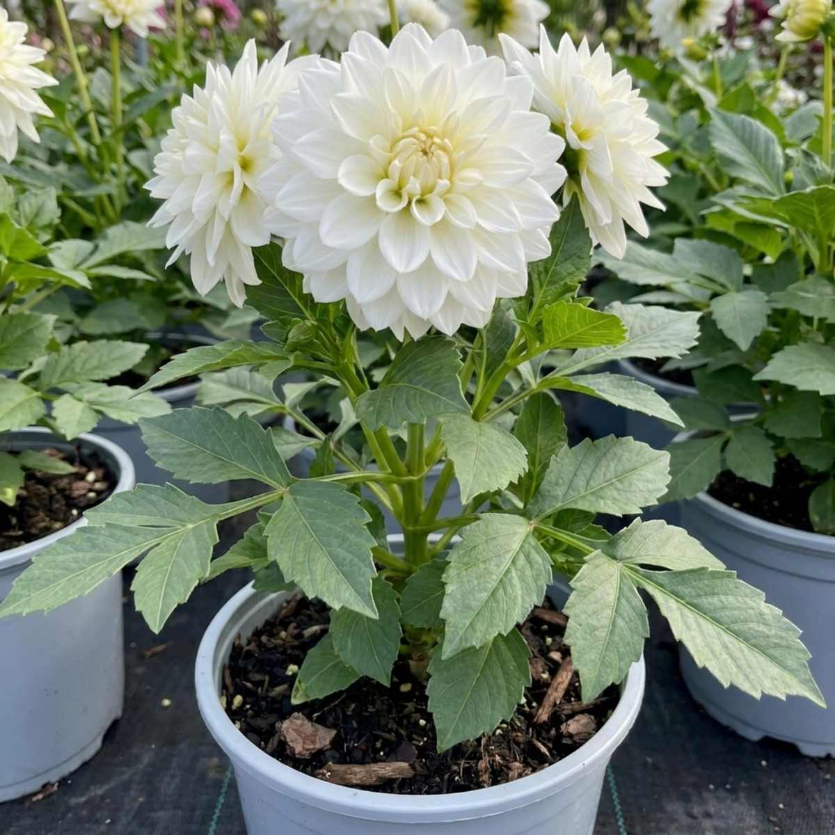 Pure white ball-form dahlia flowers with densely packed petals above broad green leaves in a grey pot