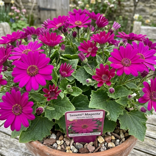 Terracotta pot of magenta-purple senetti daisies with a Senetti Magenta label pushed into the compost