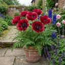 Papaver Orientale Beauty of Livermere Plants (Set of 3 or 6)
