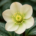 Hellebore Frostkiss Molly's White Plant